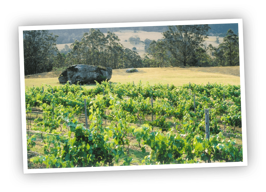 A photo of the Big Rock Wines property showing the big rock next to the vineyard.