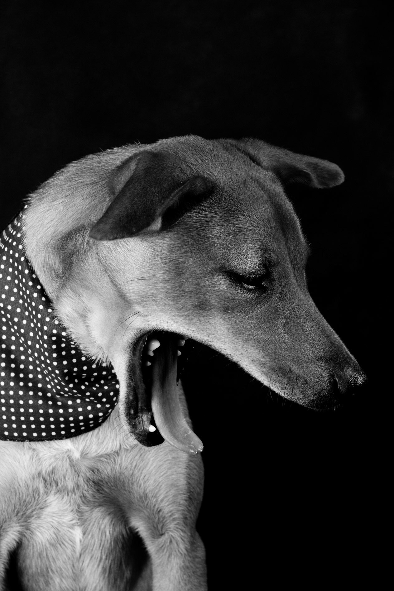Retrato