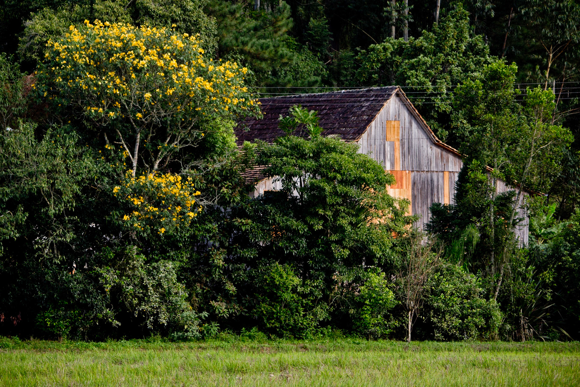 Coisas do sul VIII