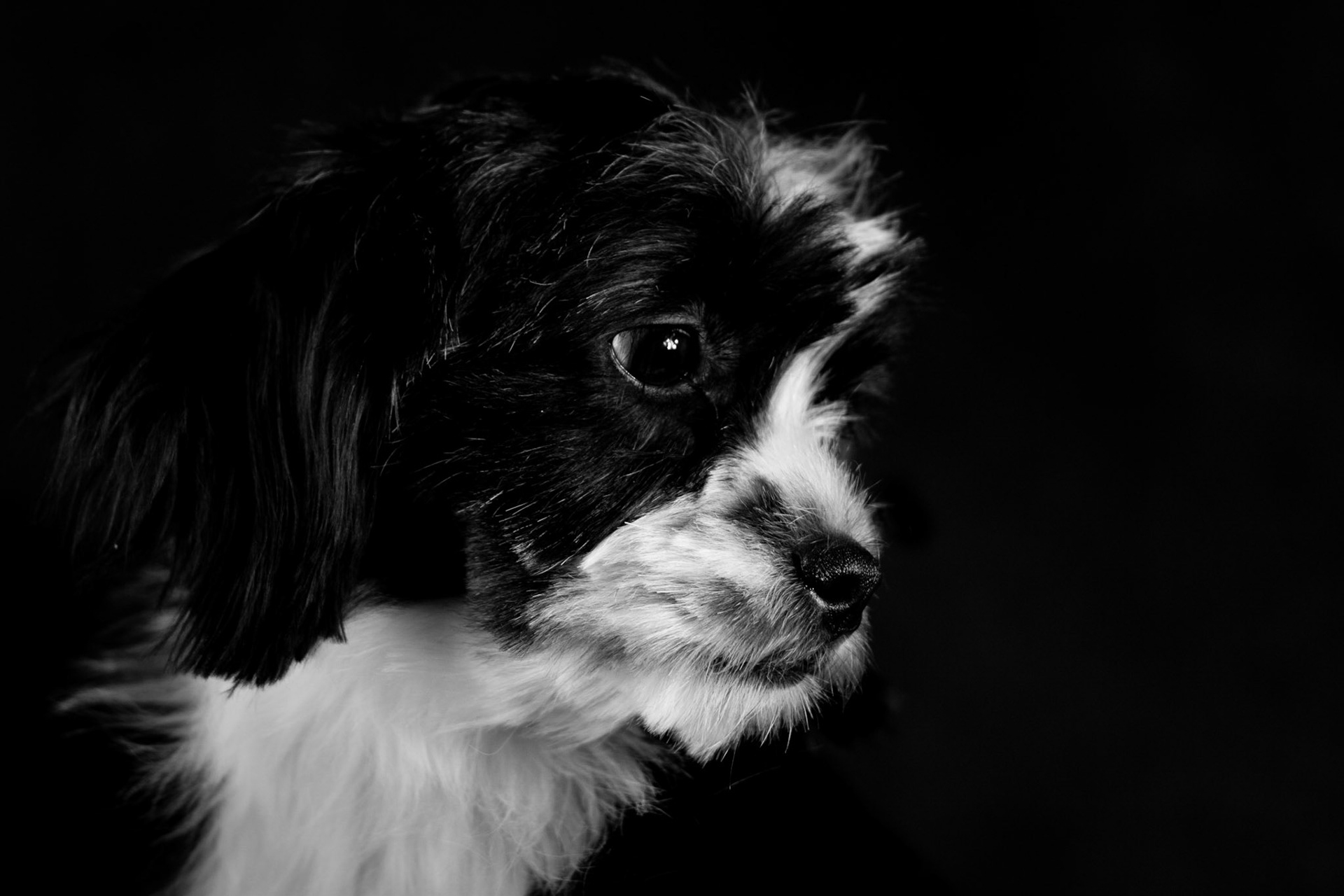 Retrato