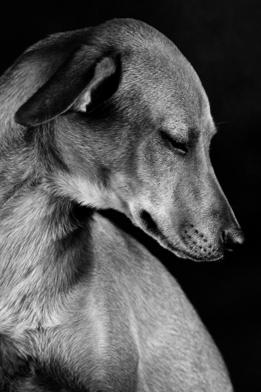 Nós, seres humanos, estamos na natureza para auxiliar o progresso dos animais, na mesma proporção que os anjos estão para nos auxiliar. Portanto quem chuta ou maltrata um animal é alguém que não aprendeu a amar.Chico Xavier
