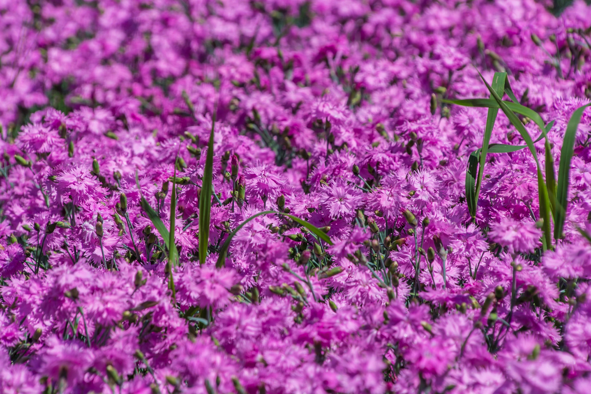 <p><a href="https://www.facebook.com/jazzabi.pmt/">Jazzabi - Facebook Page</a></p><p><a href="https://www.eyeem.com/u/szabolcsslley">Jazzabi on EyeEm</a></p>