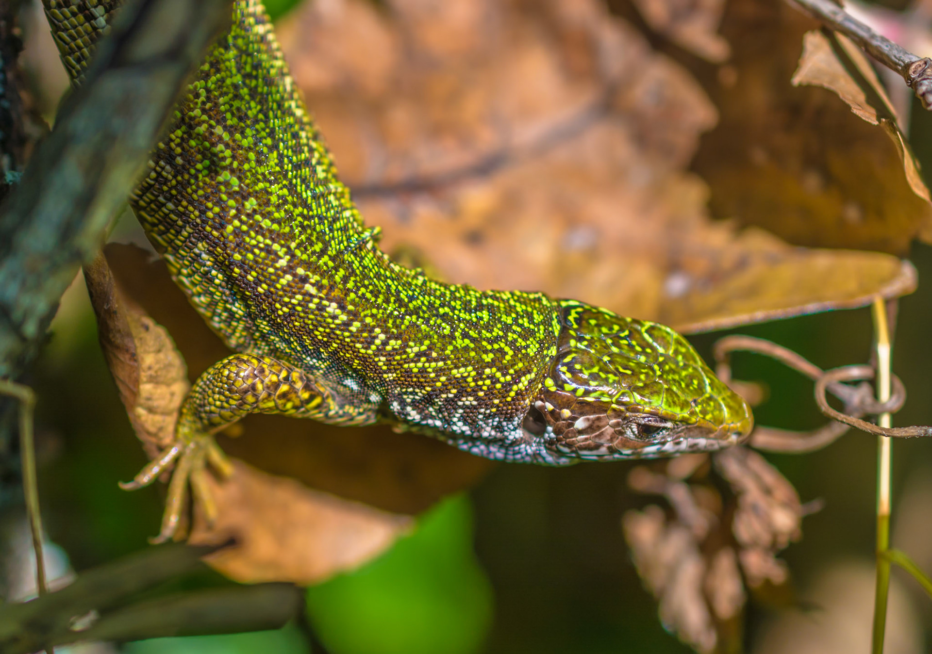 Lizard