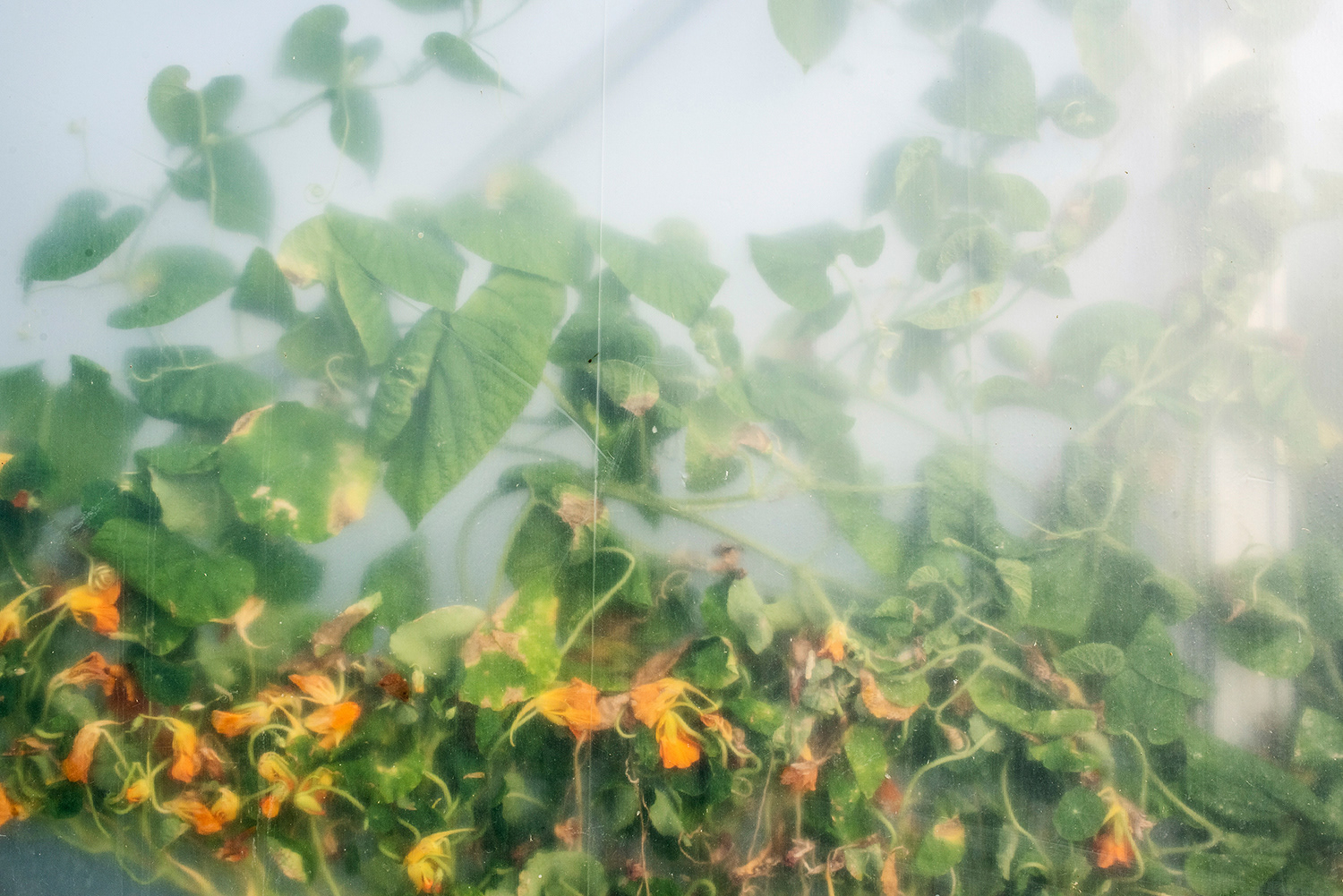 2020 - Dikkebus - Le Monde des Milles Couleurs - Soilmates ism Dries Delanote