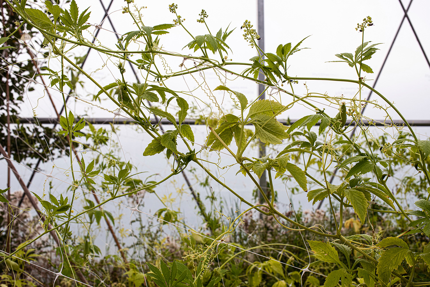 2020 - Dikkebus - Le Monde des Milles Couleurs - Soilmates ism Dries Delanote