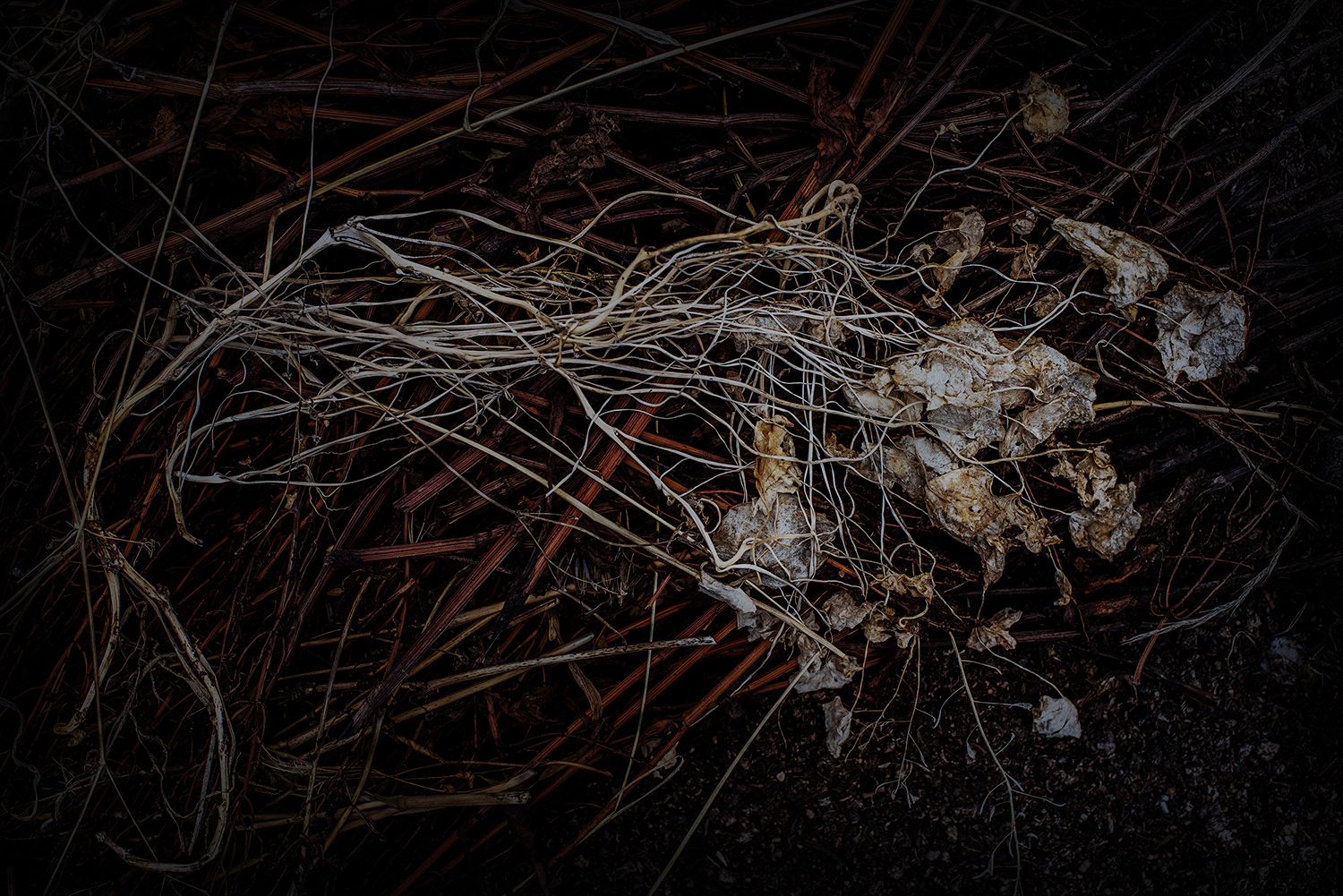 2020 - Dikkebus - Le Monde des Milles Couleurs - Soilmates ism Dries Delanote