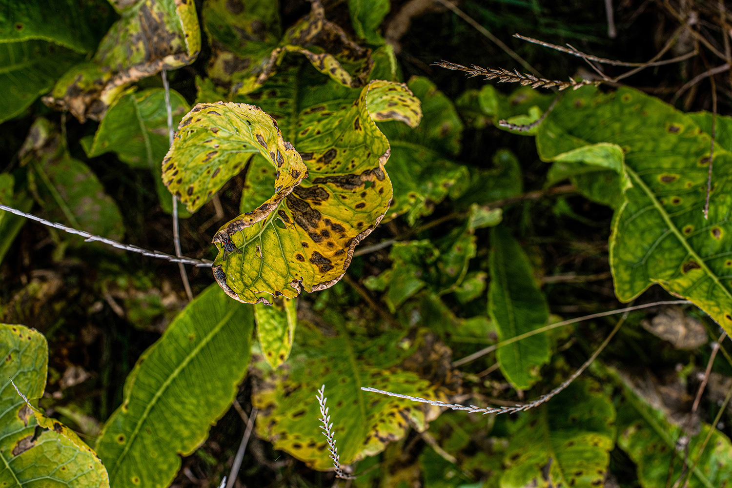 2020 - Dikkebus - Le Monde des Milles Couleurs - Soilmates ism Dries Delanote