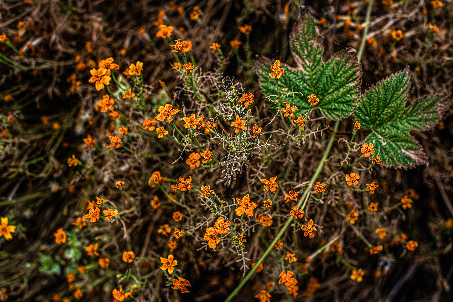 2020 - Dikkebus - Le Monde des Milles Couleurs - Soilmates ism Dries Delanote