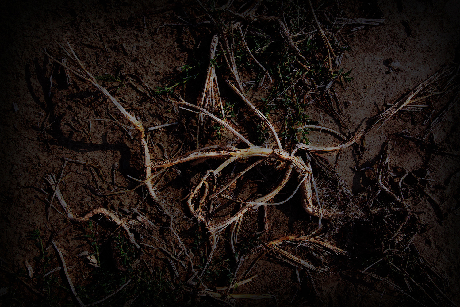 2020 - Dikkebus - Le Monde des Milles Couleurs - Soilmates ism Dries Delanote