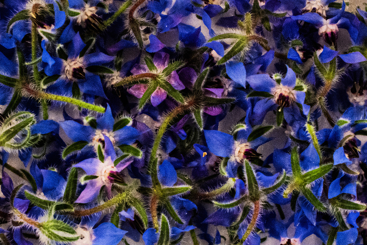 2020 - Dikkebus - Le Monde des Milles Couleurs - Soilmates ism Dries Delanote