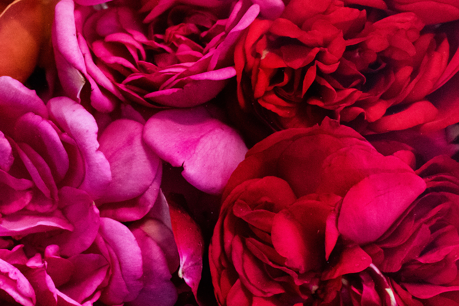 2020 - Dikkebus - Le Monde des Milles Couleurs - Soilmates ism Dries Delanote