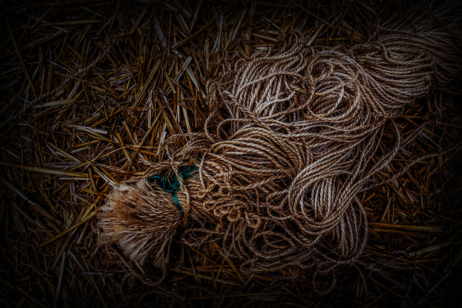 2020 - Dikkebus - Le Monde des Milles Couleurs - Soilmates ism Dries Delanote