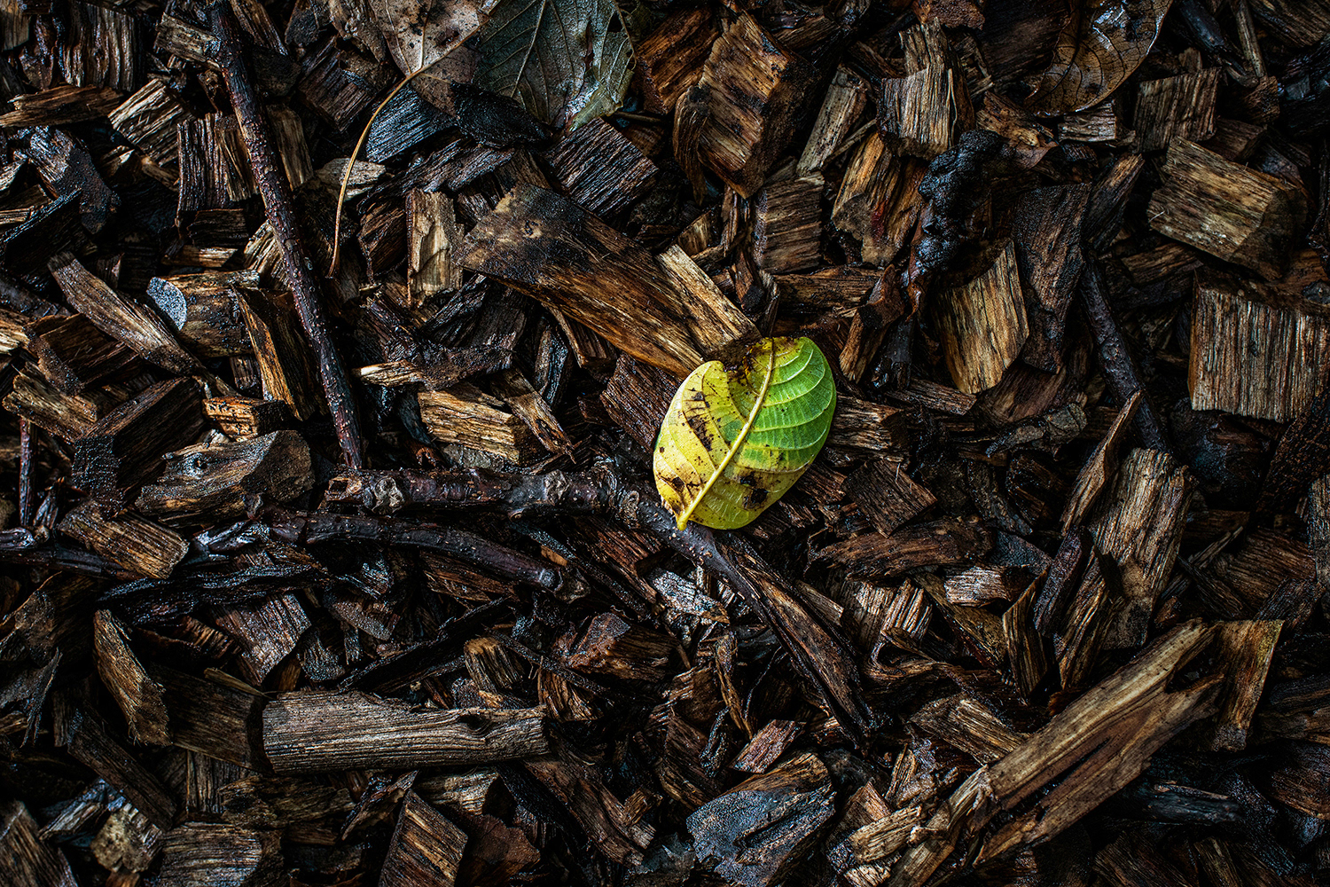 2020 - Dikkebus - Le Monde des Milles Couleurs - Soilmates ism Dries Delanote