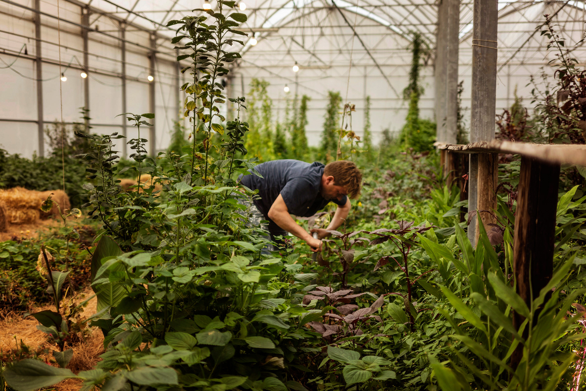 2020 - Dikkebus - Le Monde des Milles Couleurs - Soilmates met Dries Delanote