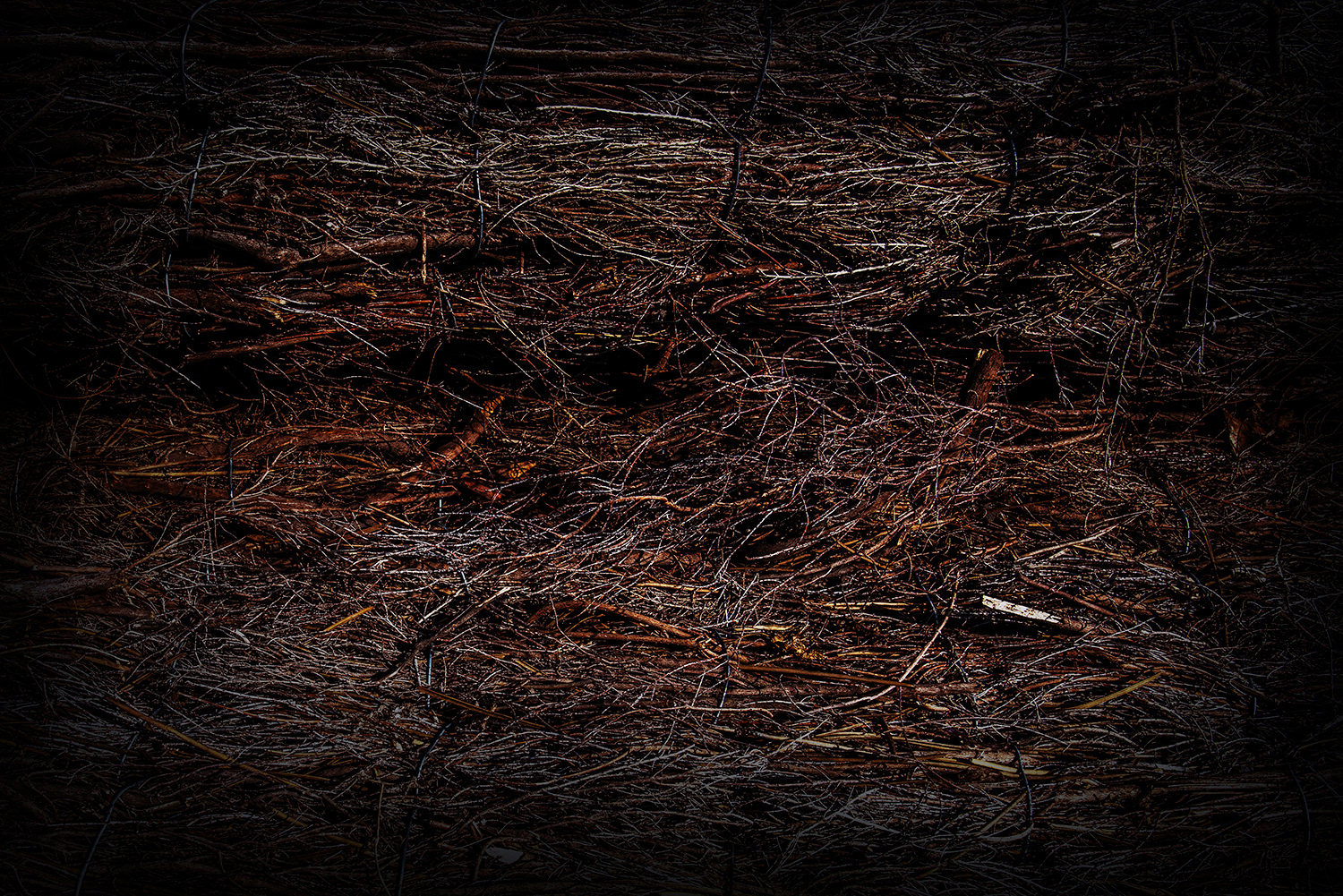 2020 - Dikkebus - Le Monde des Milles Couleurs - Soilmates ism Dries Delanote