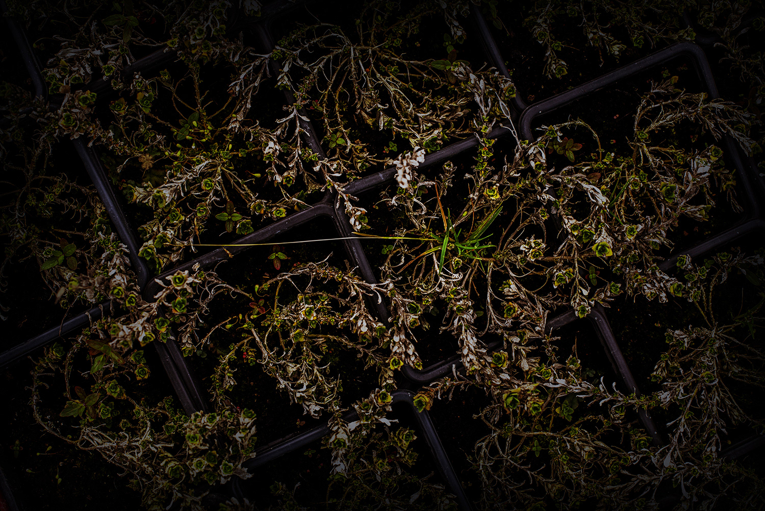 2020 - Dikkebus - Le Monde des Milles Couleurs - Soilmates ism Dries Delanote