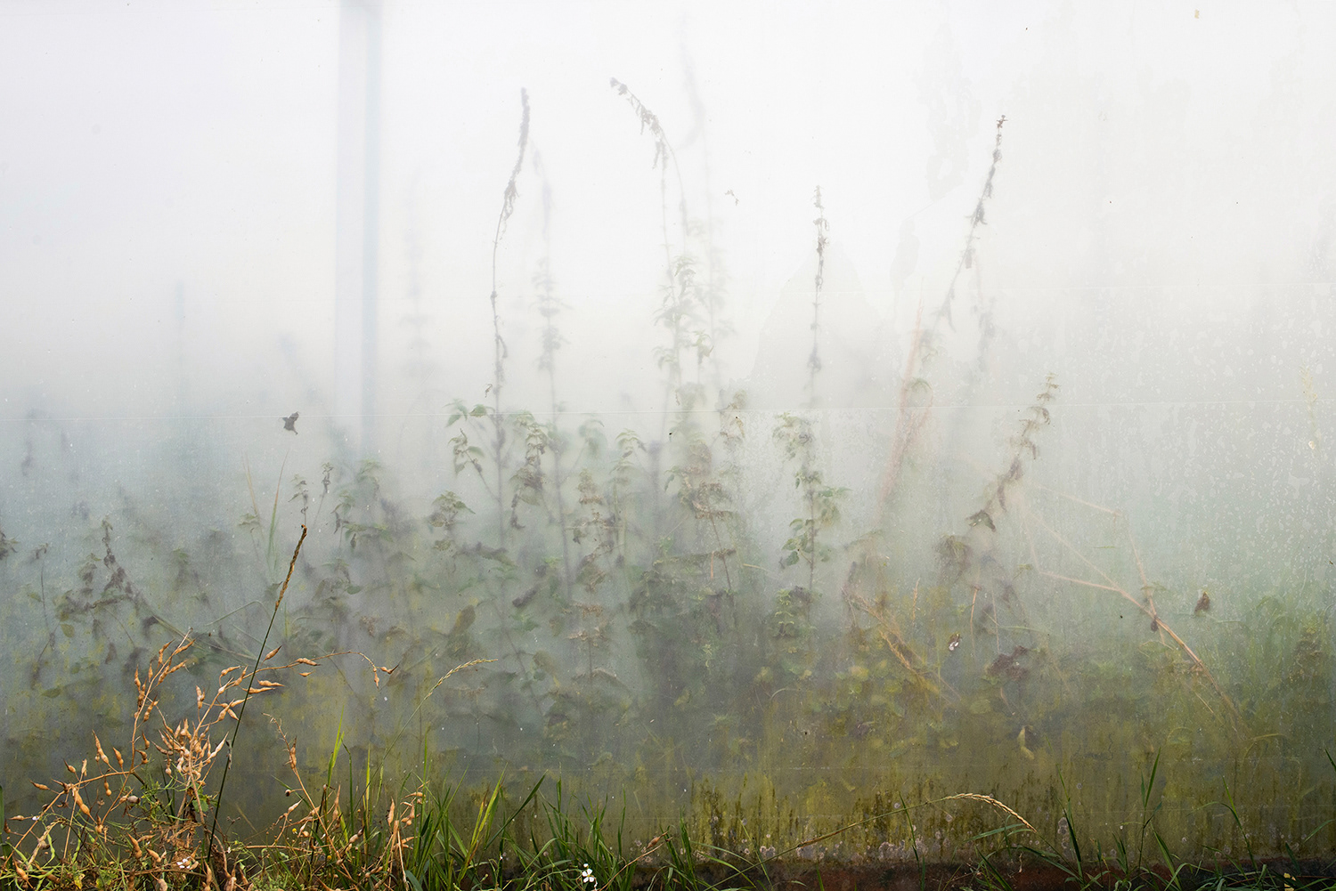 2020 - Dikkebus - Le Monde des Milles Couleurs - Soilmates ism Dries Delanote