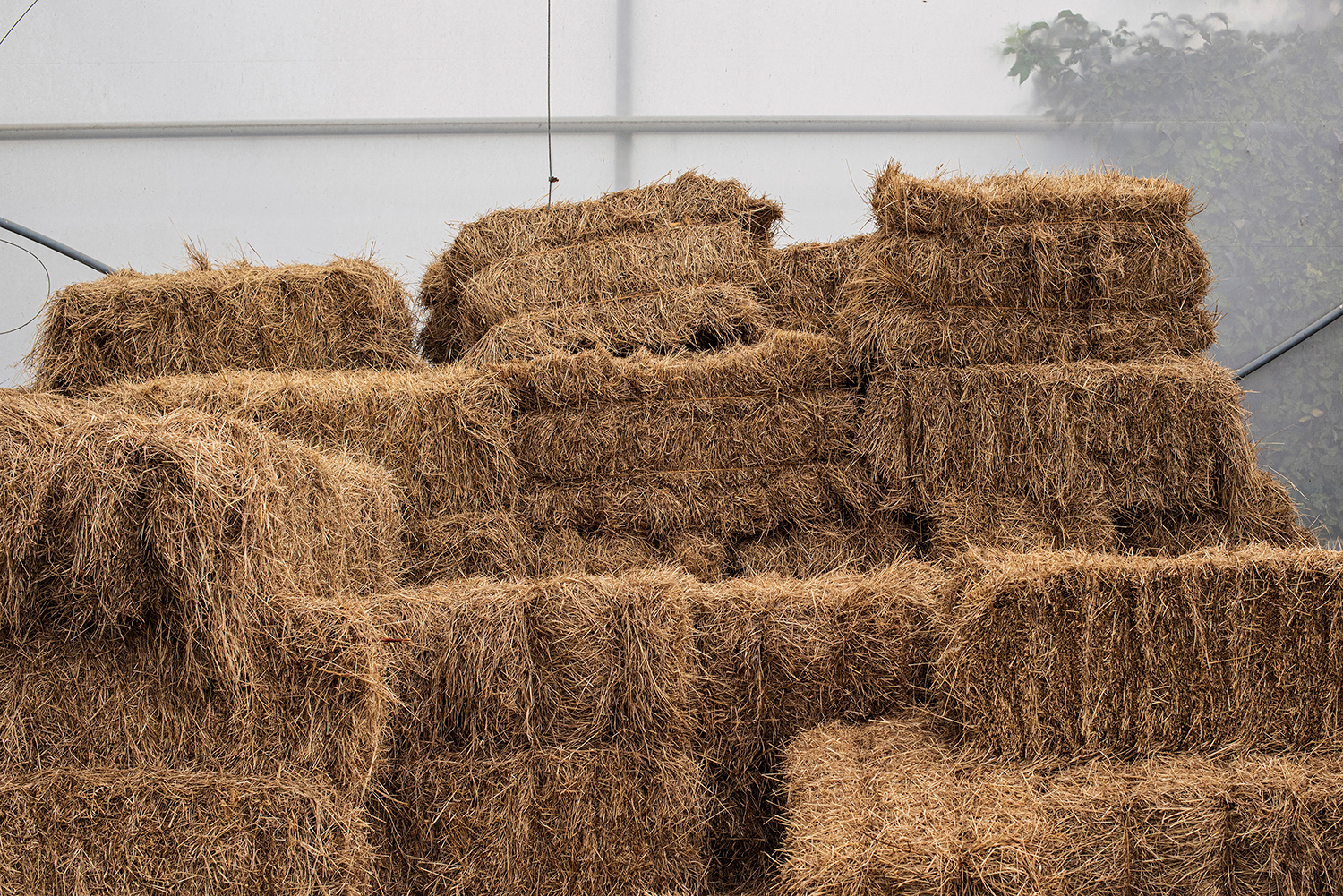 2020 - Dikkebus - Le Monde des Milles Couleurs - Soilmates ism Dries Delanote