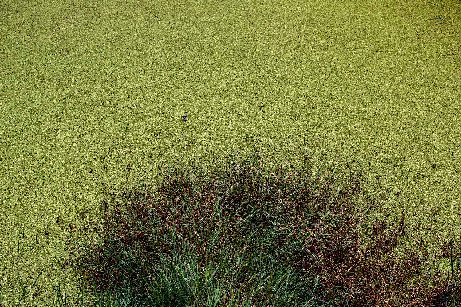 2020 - Dikkebus - Le Monde des Milles Couleurs - Soilmates ism Dries Delanote