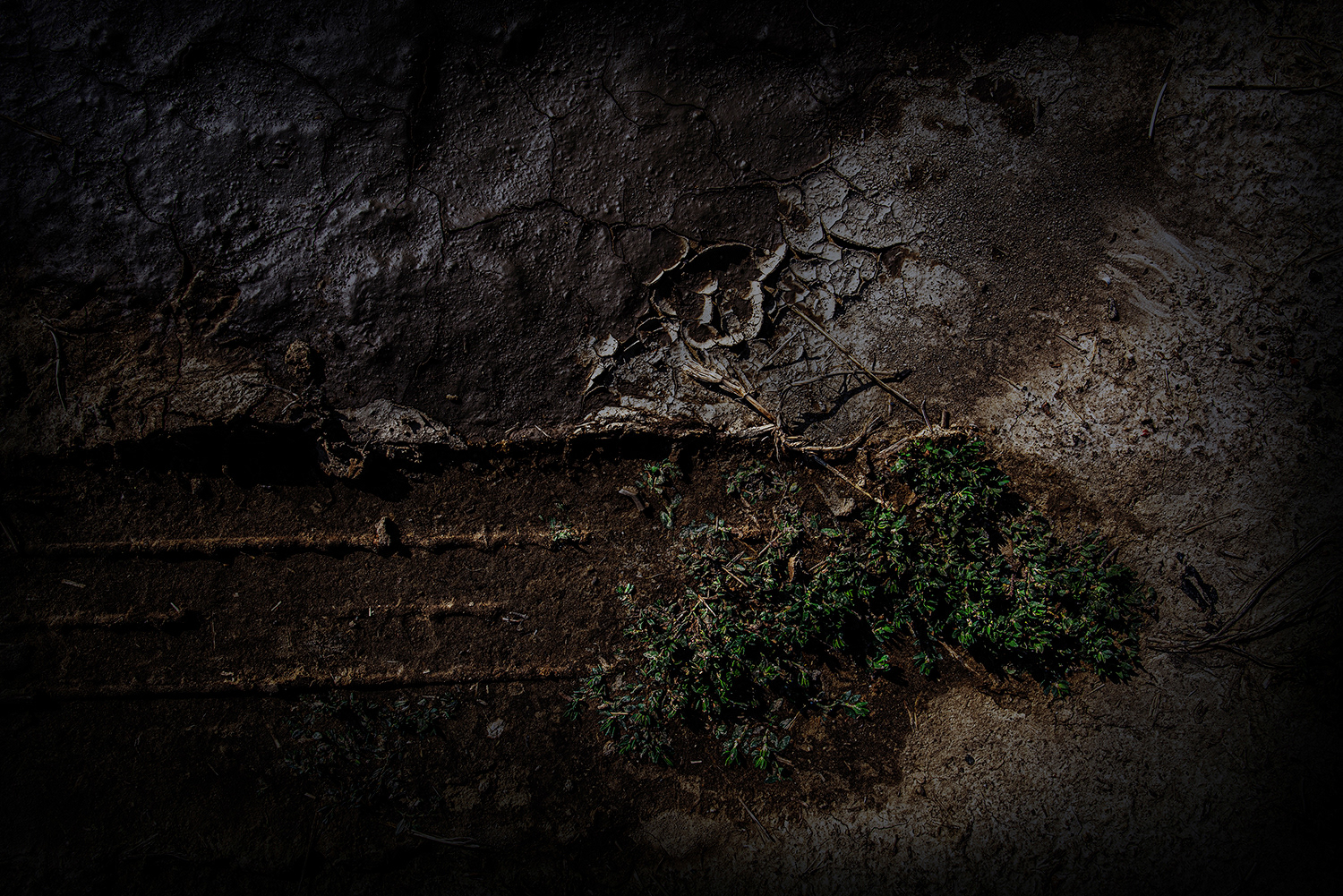 2020 - Dikkebus - Le Monde des Milles Couleurs - Soilmates ism Dries Delanote