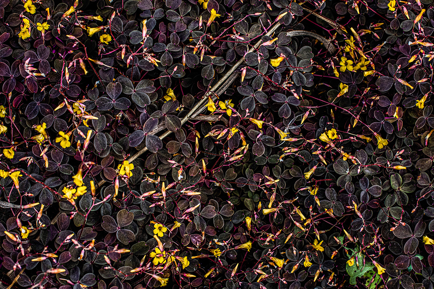 2020 - Dikkebus - Le Monde des Milles Couleurs - Soilmates ism Dries Delanote