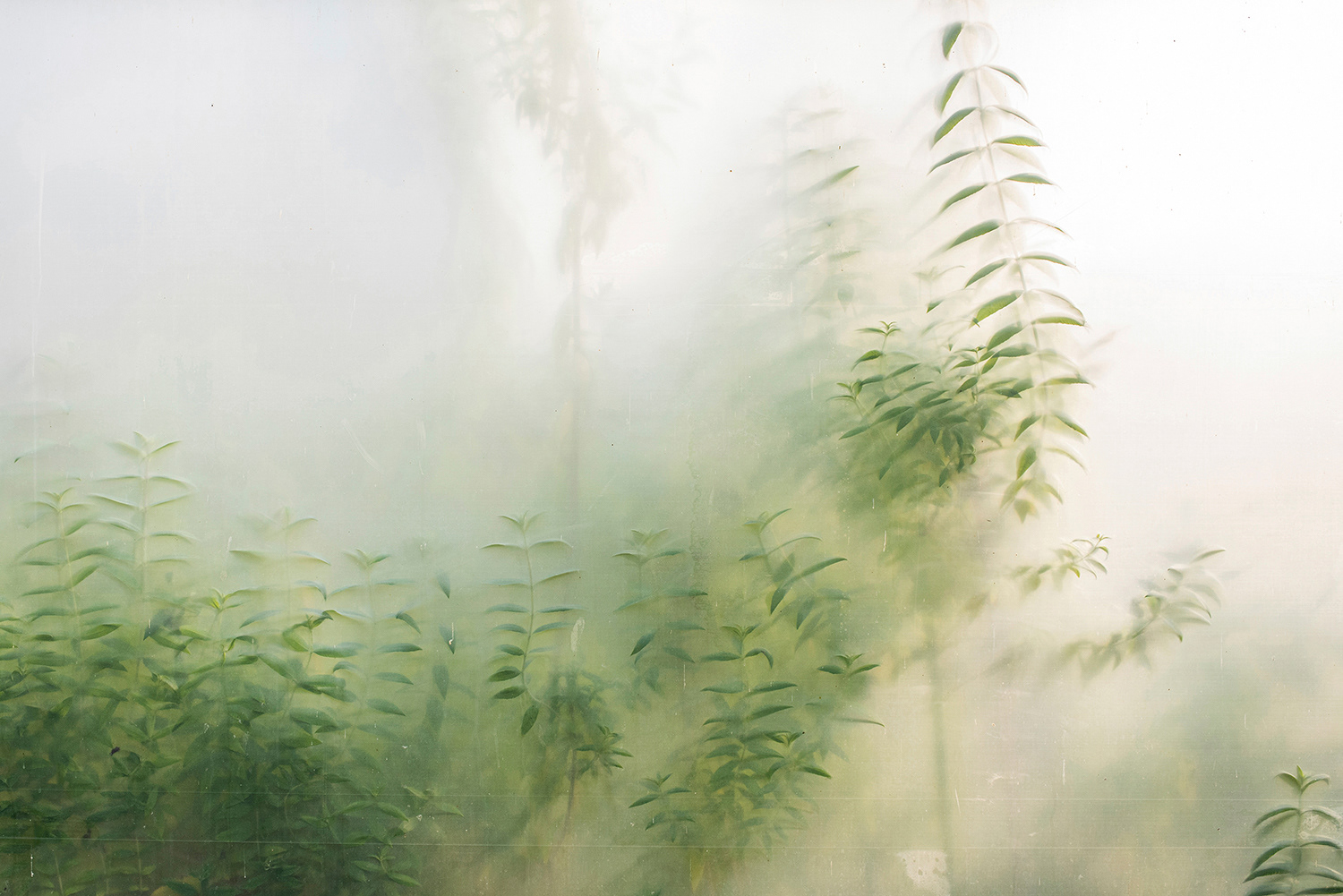 2020 - Dikkebus - Le Monde des Milles Couleurs - Soilmates ism Dries Delanote