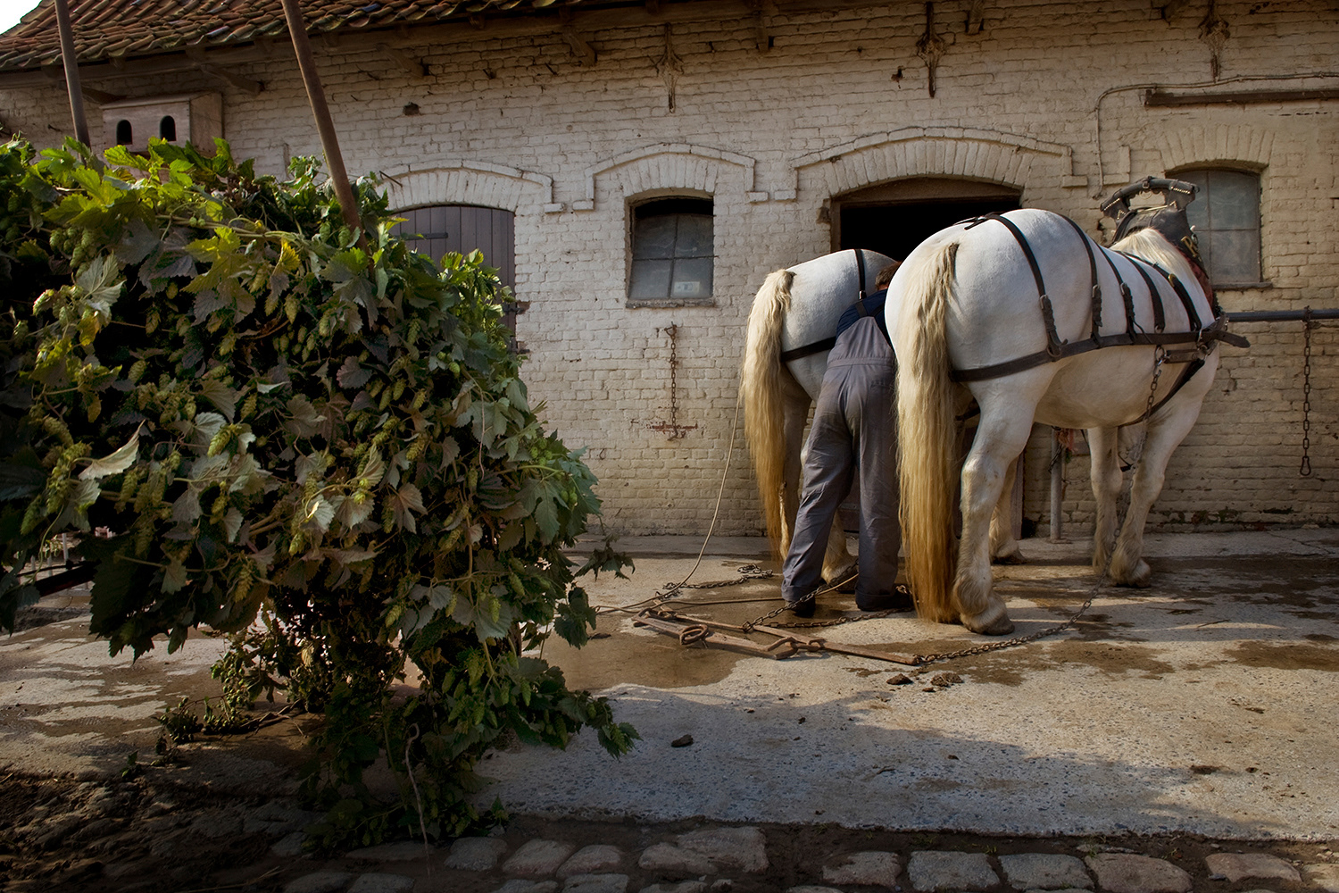2007 - Poperinge - Pezelhoekstraat - Hoeve Rik Rosseel