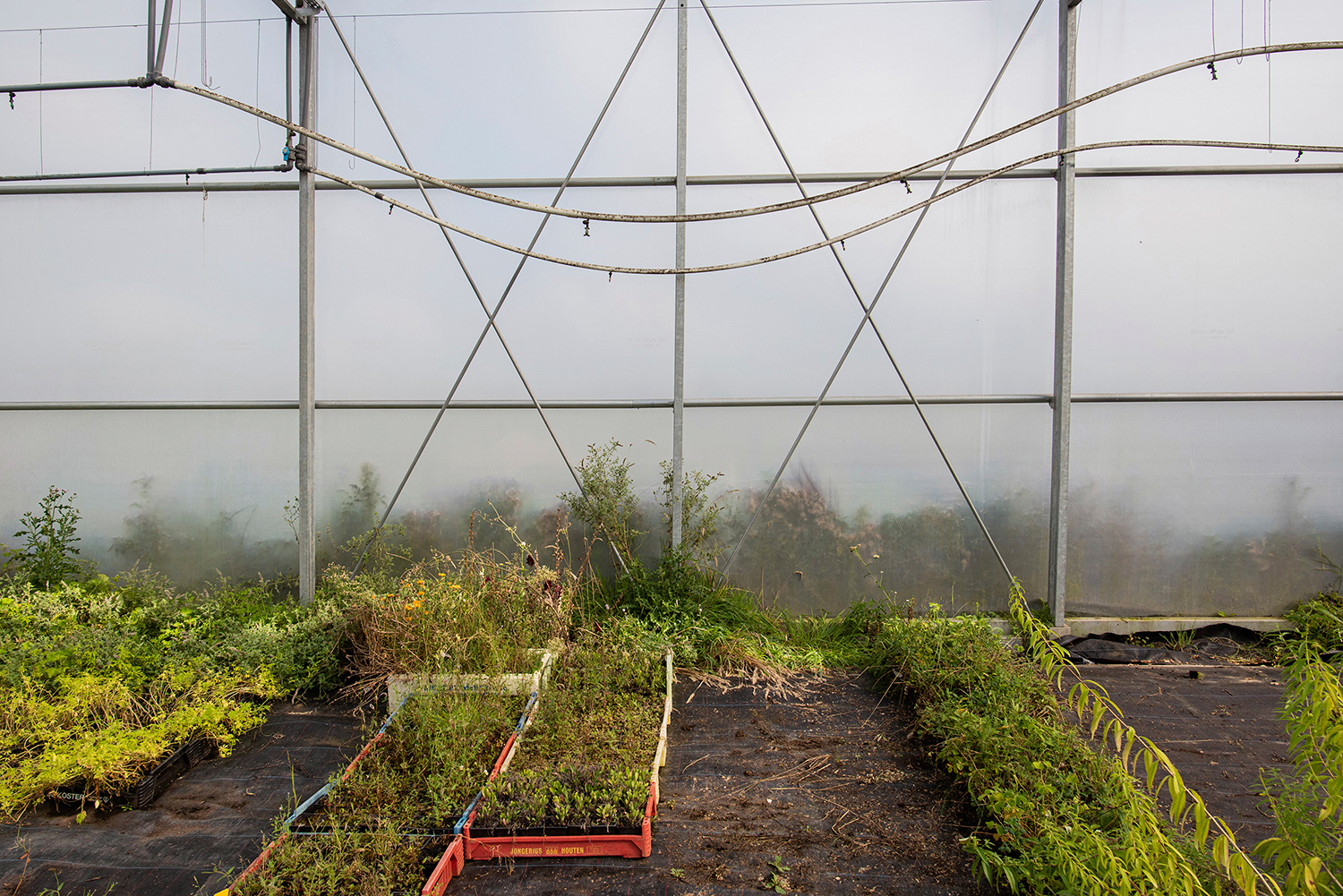2020 - Dikkebus - Le Monde des Milles Couleurs - Soilmates ism Dries Delanote