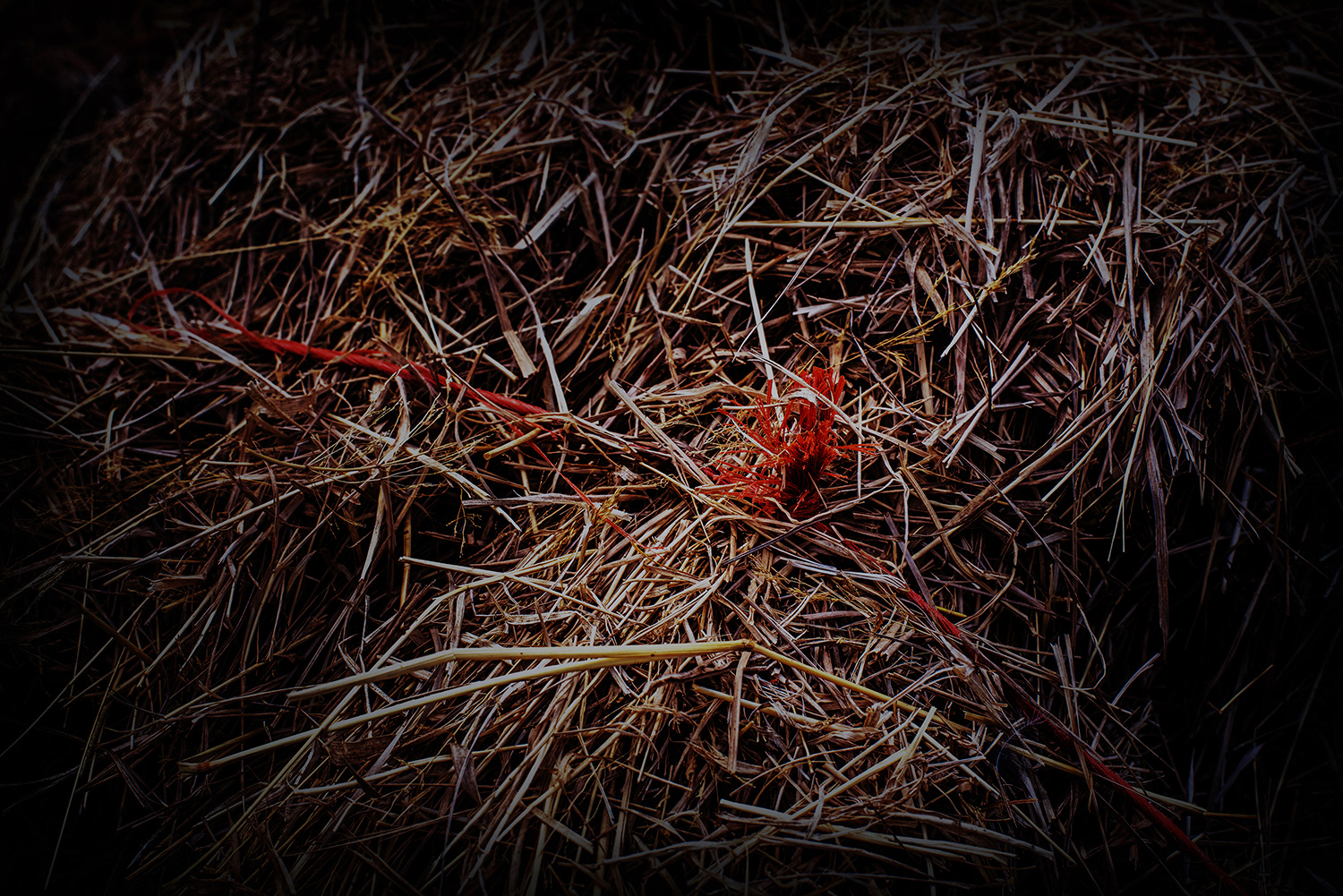 2020 - Dikkebus - Le Monde des Milles Couleurs - Soilmates ism Dries Delanote