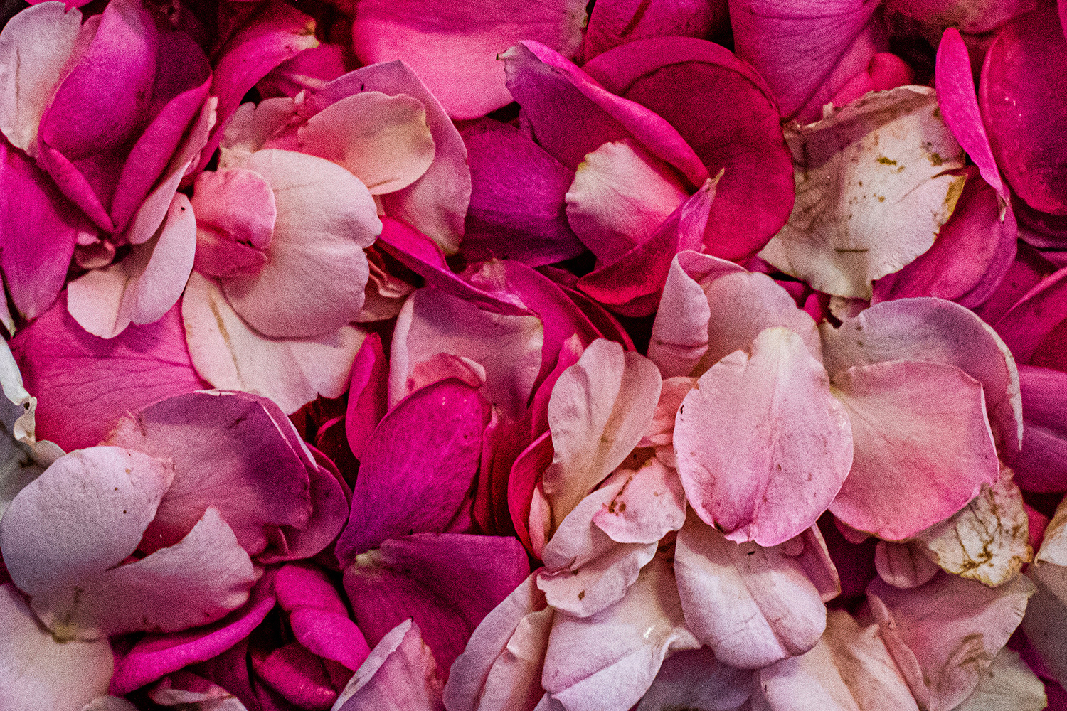 2020 - Dikkebus - Le Monde des Milles Couleurs - Soilmates ism Dries Delanote