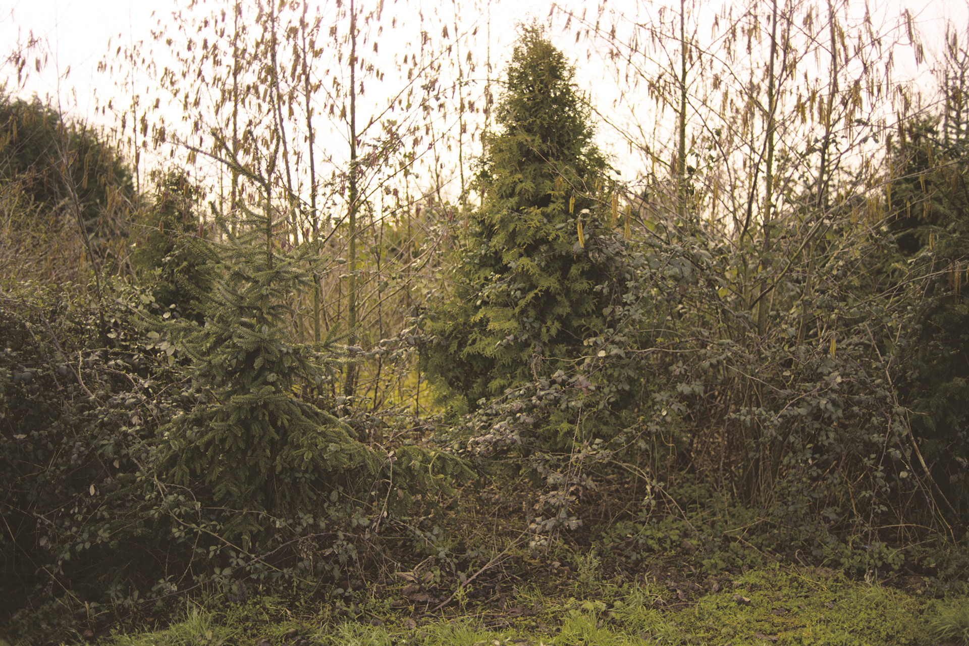 2003 - Abele - Trappistenweg