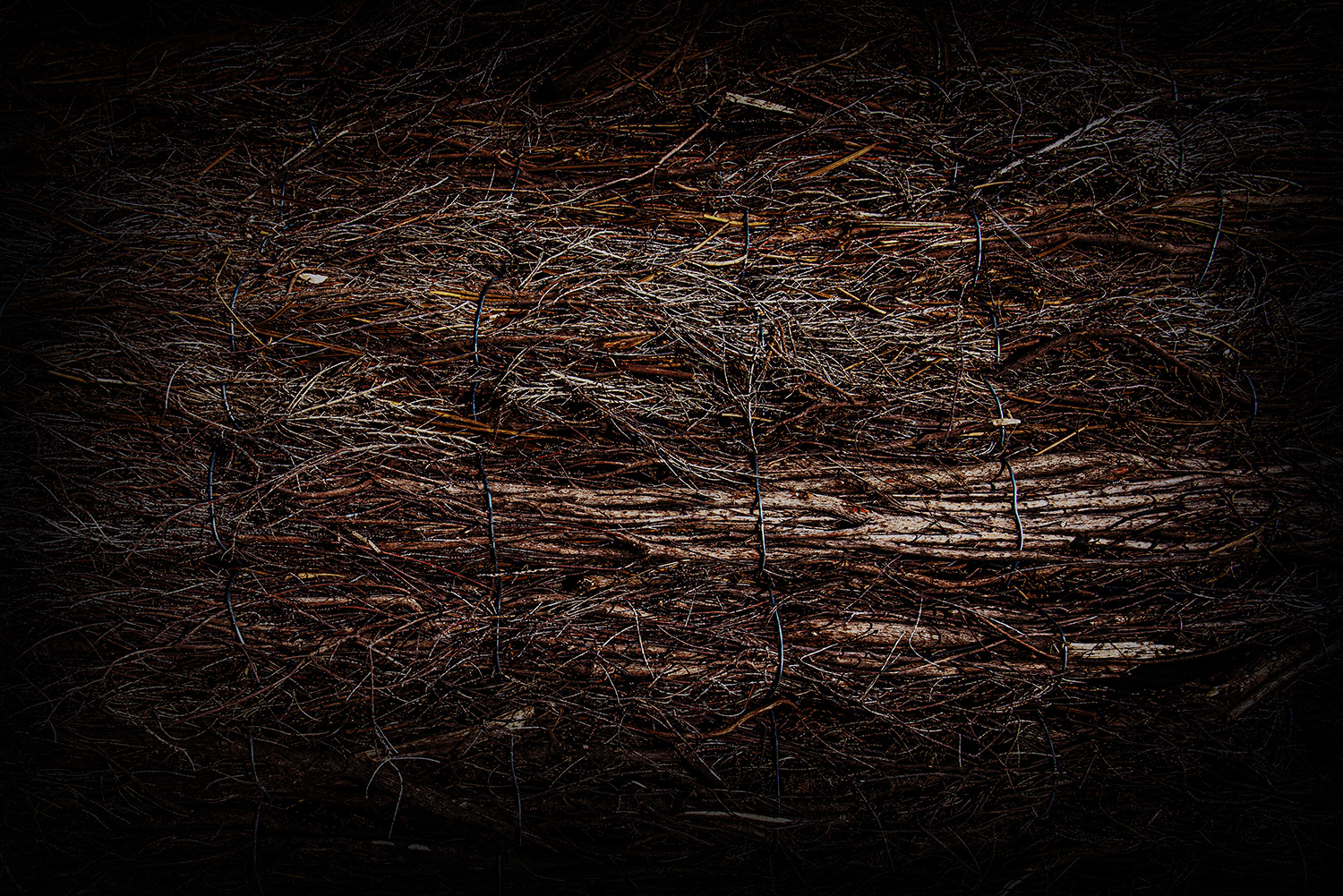 2020 - Dikkebus - Le Monde des Milles Couleurs - Soilmates ism Dries Delanote