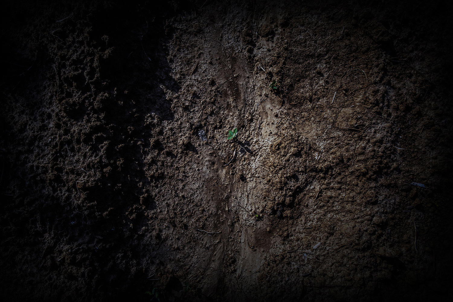 2020 - Dikkebus - Le Monde des Milles Couleurs - Soilmates ism Dries Delanote