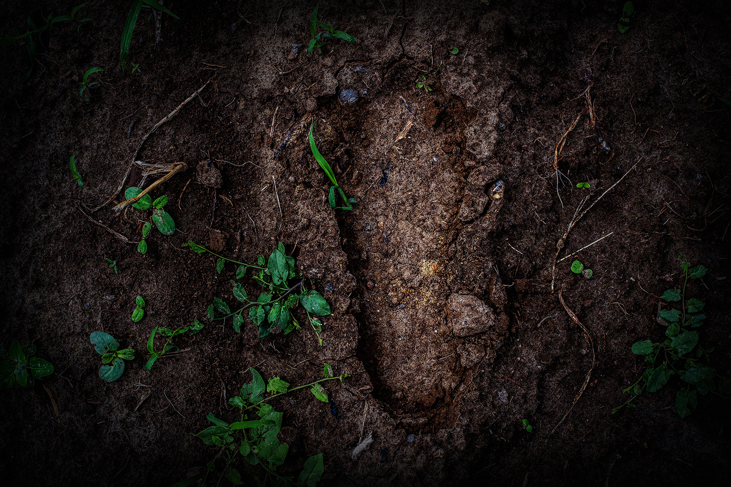 2020 - Dikkebus - Le Monde des Milles Couleurs - Soilmates ism Dries Delanote