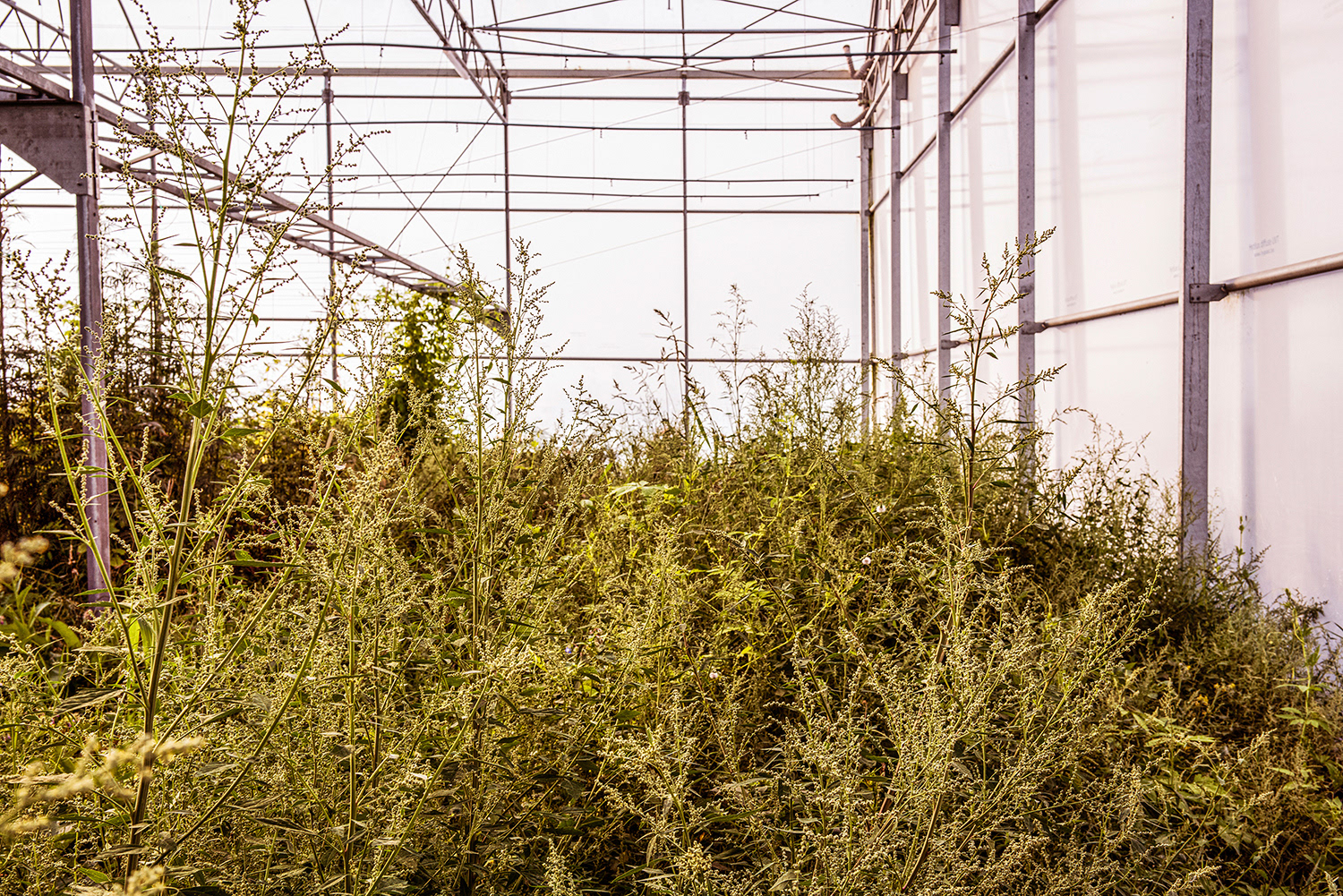 2020 - Dikkebus - Le Monde des Milles Couleurs - Soilmates ism Dries Delanote