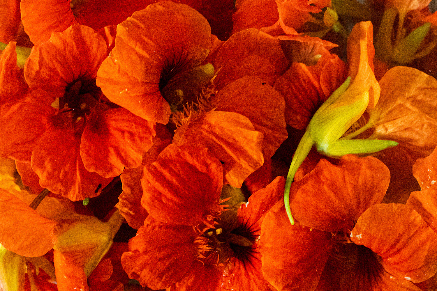 2020 - Dikkebus - Le Monde des Milles Couleurs - Soilmates ism Dries Delanote