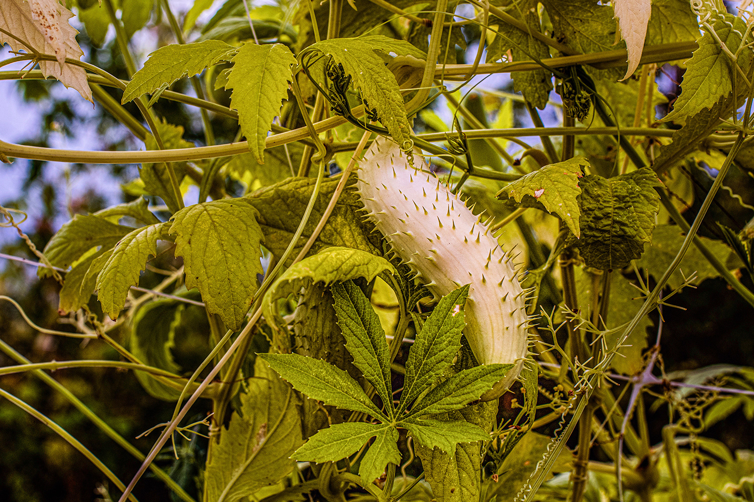 2020 - Dikkebus - Le Monde des Milles Couleurs - Soilmates ism Dries Delanote