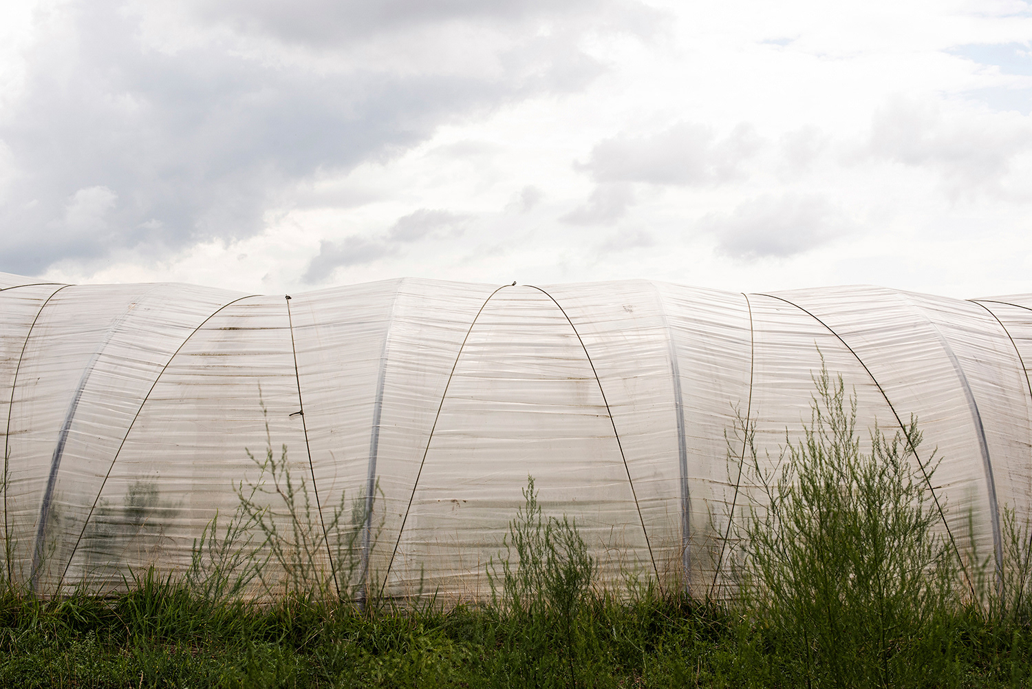 2020 - Dikkebus - Le Monde des Milles Couleurs - Soilmates ism Dries Delanote