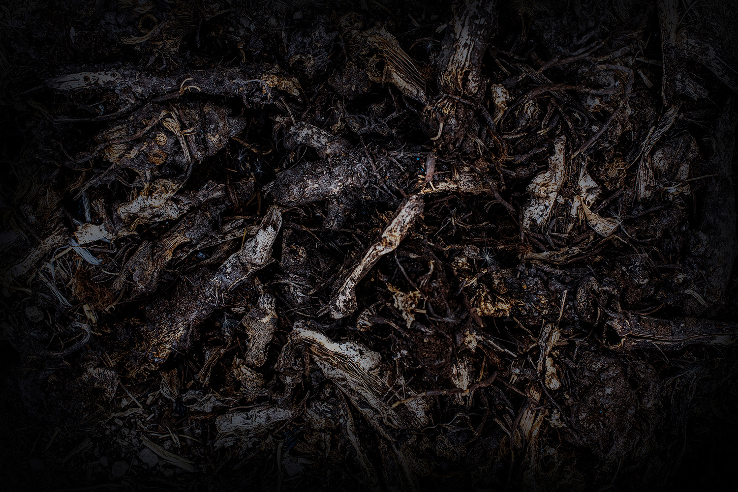 2020 - Dikkebus - Le Monde des Milles Couleurs - Soilmates ism Dries Delanote