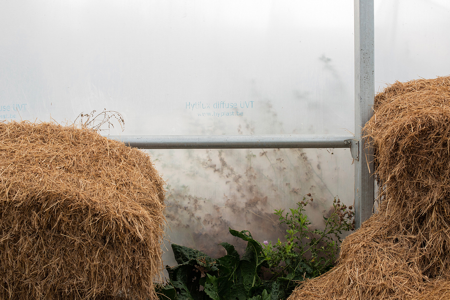 2020 - Dikkebus - Le Monde des Milles Couleurs - Soilmates ism Dries Delanote