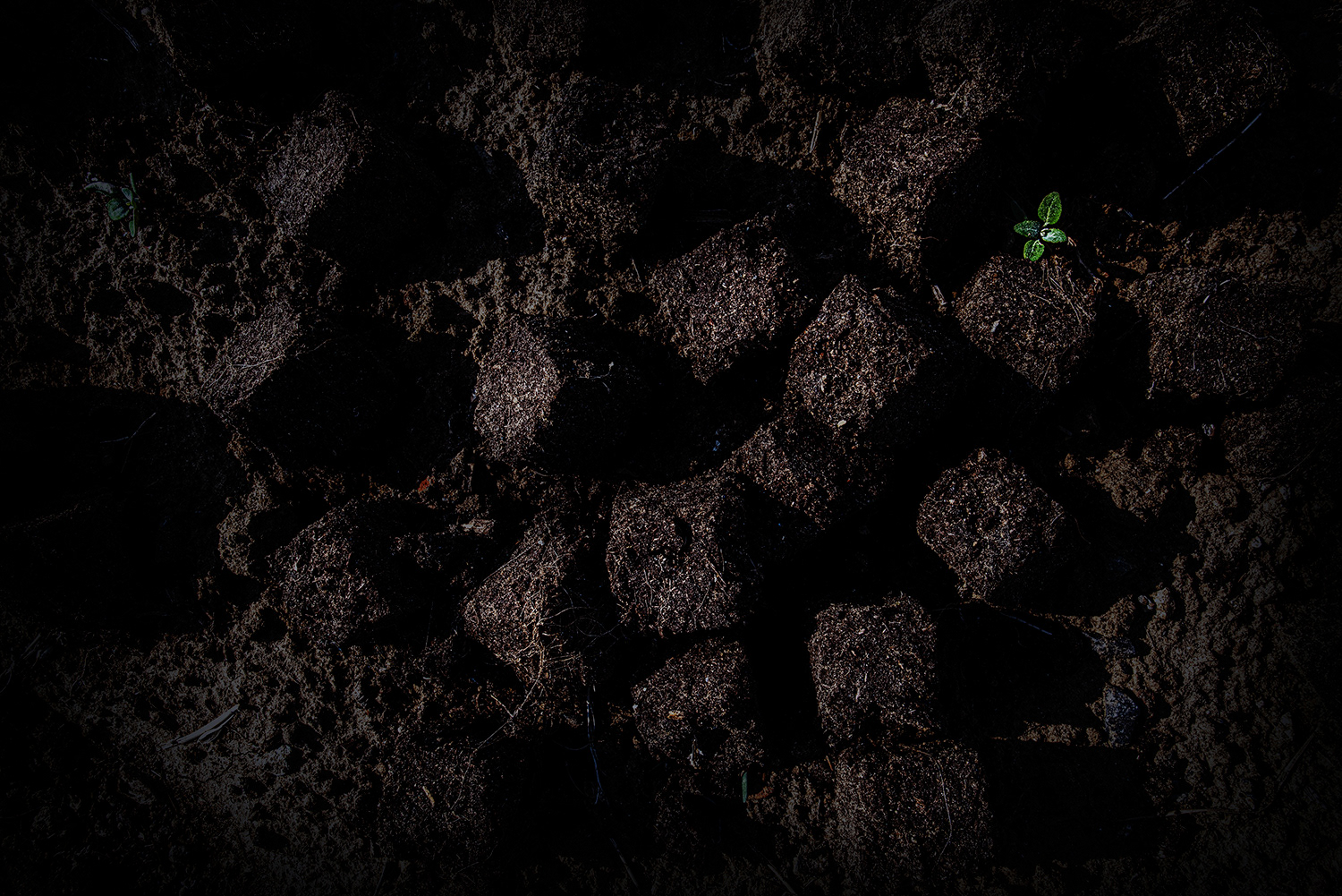 2020 - Dikkebus - Le Monde des Milles Couleurs - Soilmates ism Dries Delanote