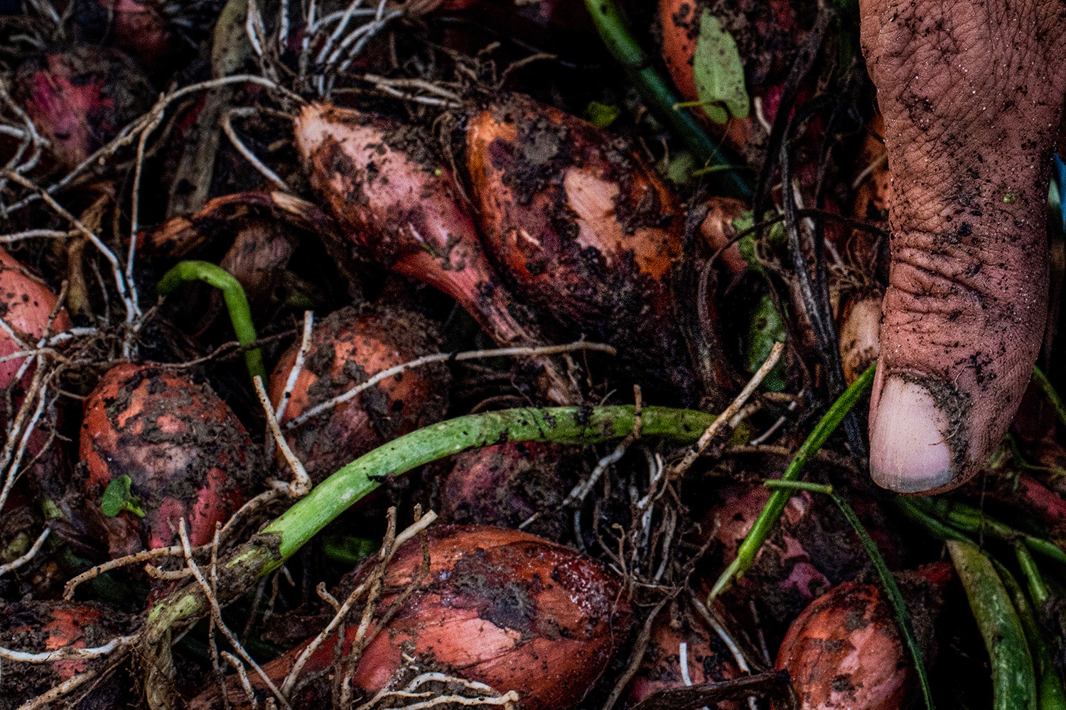 2020 - Dikkebus - Le Monde des Milles Couleurs - Soilmates ism Dries Delanote