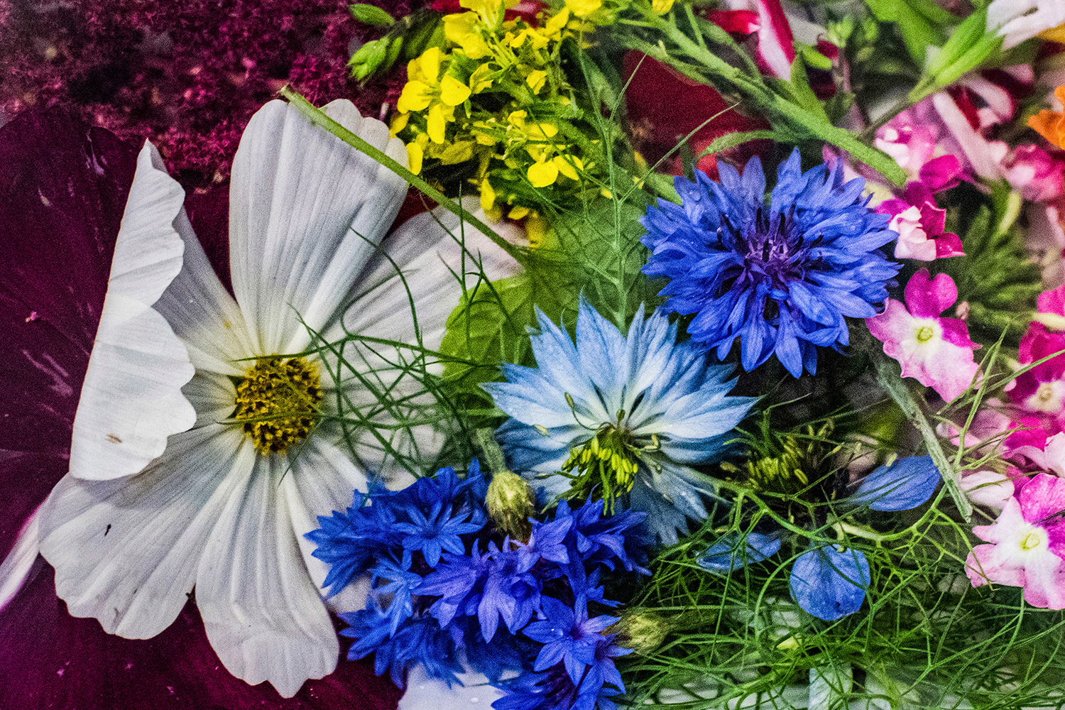 2020 - Dikkebus - Le Monde des Milles Couleurs - Soilmates ism Dries Delanote