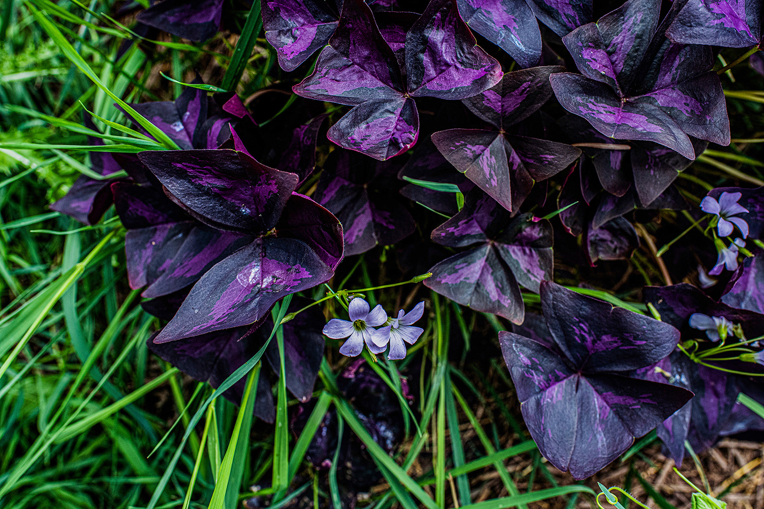 2020 - Dikkebus - Le Monde des Milles Couleurs - Soilmates ism Dries Delanote