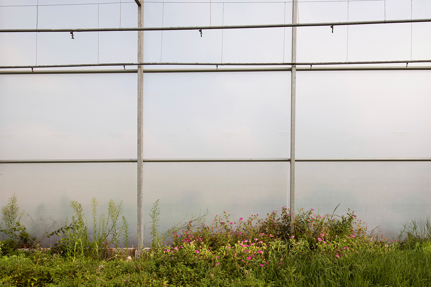 2020 - Dikkebus - Le Monde des Milles Couleurs - Soilmates ism Dries Delanote