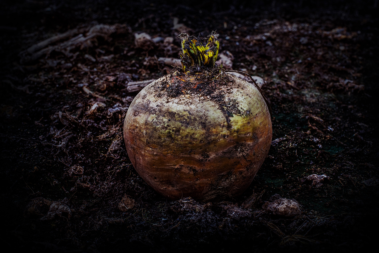 2020 - Dikkebus - Le Monde des Milles Couleurs - Soilmates ism Dries Delanote