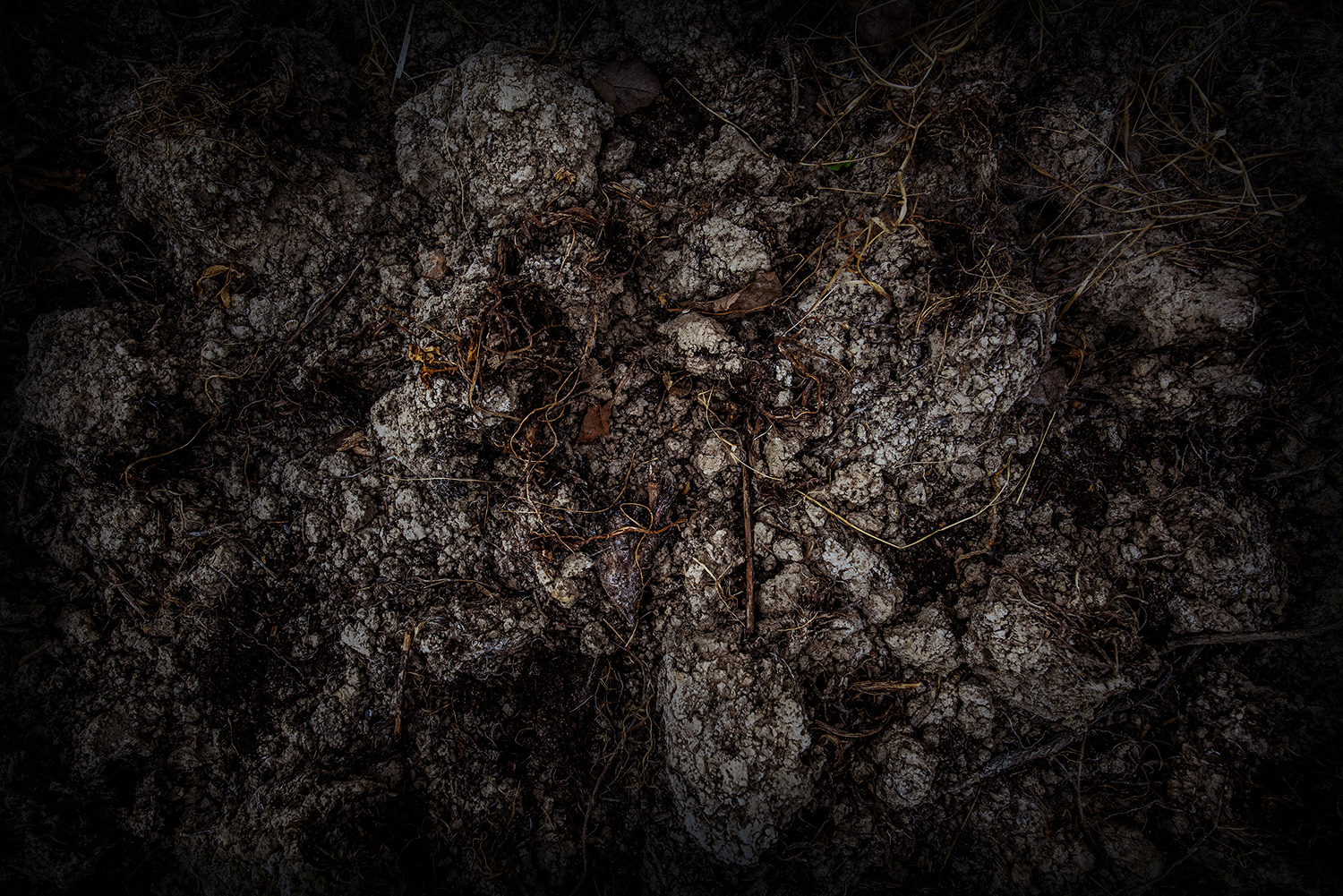 2020 - Dikkebus - Le Monde des Milles Couleurs - Soilmates ism Dries Delanote