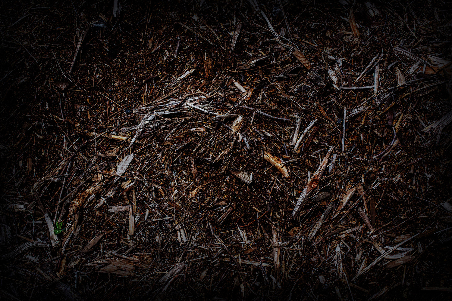 2020 - Dikkebus - Le Monde des Milles Couleurs - Soilmates ism Dries Delanote