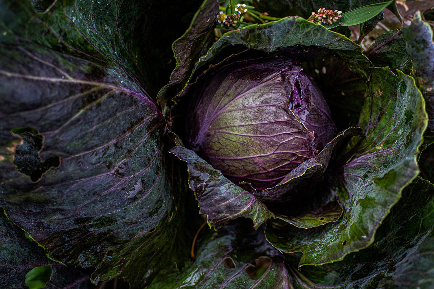 2020 - Dikkebus - Le Monde des Milles Couleurs - Soilmates ism Dries Delanote
