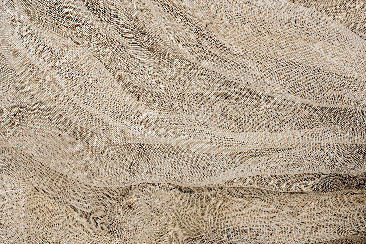 2020 - Dikkebus - Le Monde des Milles Couleurs - Soilmates ism Dries Delanote